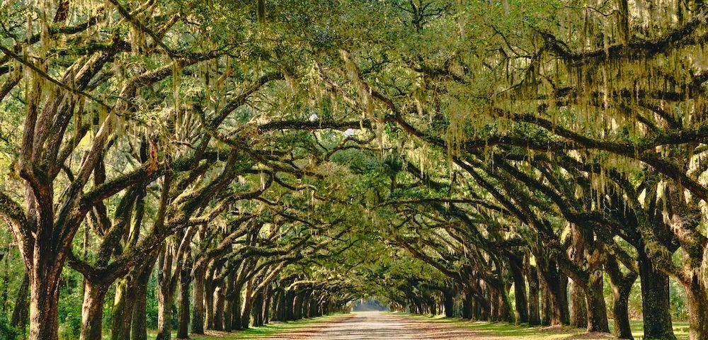 A stunning, long path lined with ancient live oak trees draped in spanish moss