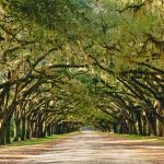 A stunning, long path lined with ancient live oak trees draped in spanish moss