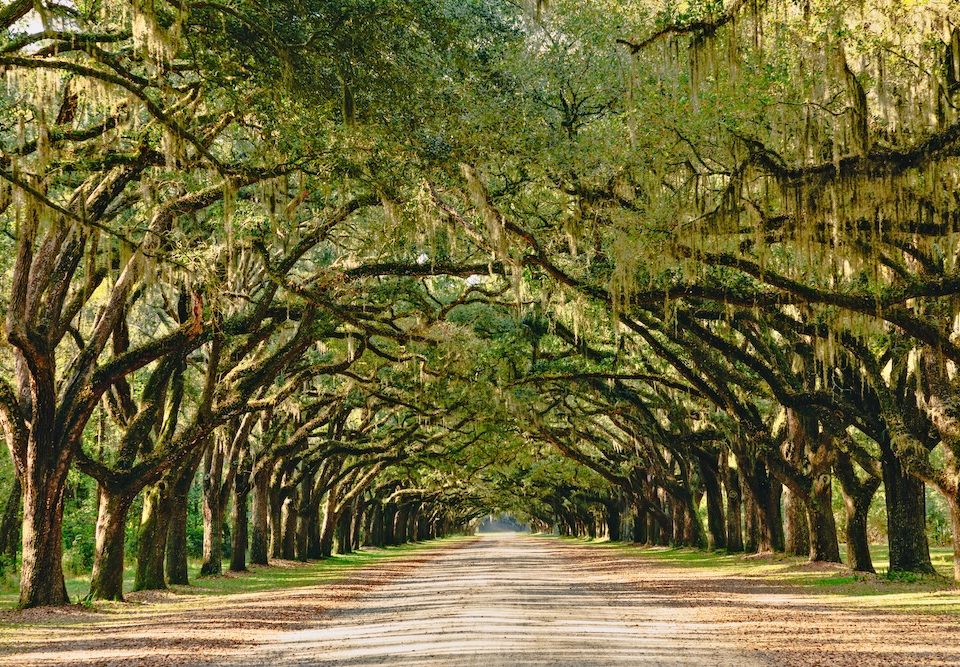 A stunning, long path lined with ancient live oak trees draped in spanish moss